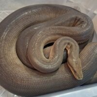 オリーブパイソン（hetアルビノ）22CB （♂約5kg ♀約7kg）  ペア