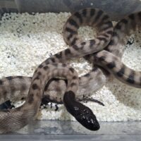 ズグロパイソン（アザンティック）23EUCB ペア