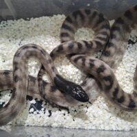 ズグロパイソン（アザンティック）23EUCB ペア
