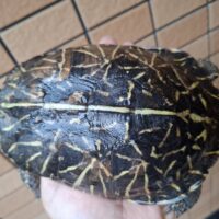 フロリダハコガメ（甲長約15,5cm）2017CB オス