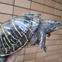 フロリダハコガメ（甲長約15,5cm）2017CB オス