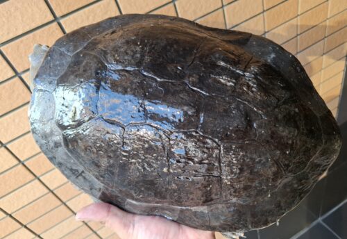 ヒラリーカエルガメ（甲長約33cm）メス - 画像 (6)