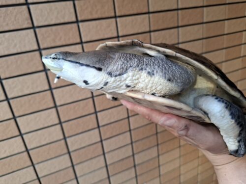 ヒラリーカエルガメ（甲長約33cm）メス - 画像 (7)