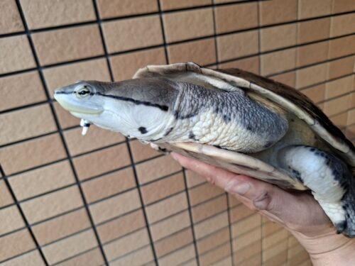 ヒラリーカエルガメ（甲長約33cm）メス - 画像 (4)