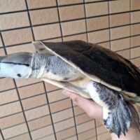 ヒラリーカエルガメ（甲長約33cm）メス