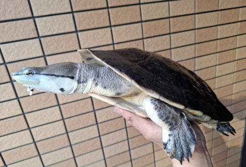 ヒラリーカエルガメ（甲長約33cm）メス - 画像 (2)
