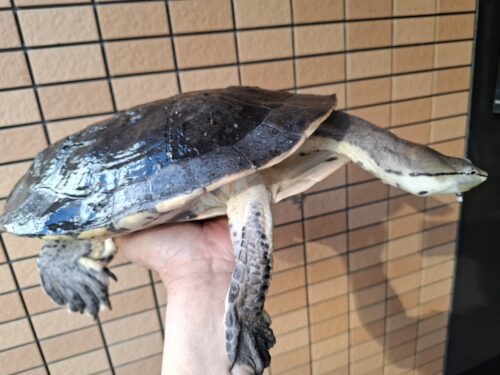 ヒラリーカエルガメ（甲長約33cm）メス - 画像 (3)