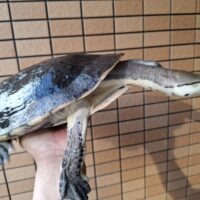 ヒラリーカエルガメ（甲長約33cm）メス