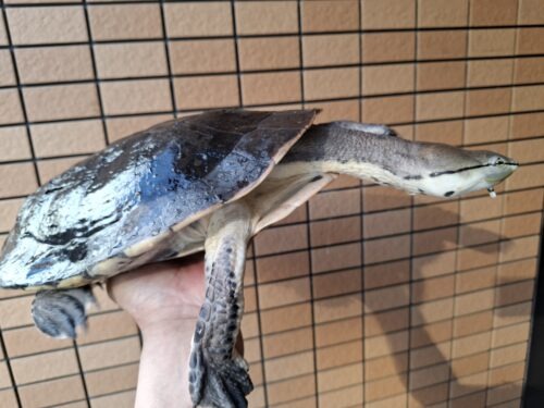 ヒラリーカエルガメ（甲長約33cm）メス