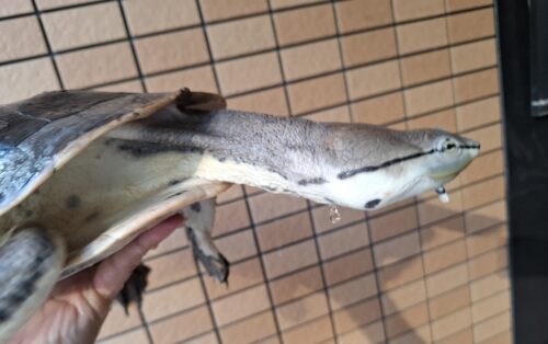 ヒラリーカエルガメ（甲長約33cm）メス - 画像 (8)