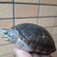 ミシシッピニオイガメ（フロリダドワーフ）甲長約8cm メス