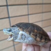ミシシッピニオイガメ（フロリダドワーフ）甲長約8cm メス