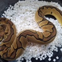 ボールパイソン（エンチクラウン）約300g メス