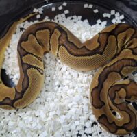 ボールパイソン（エンチクラウン）約300g メス