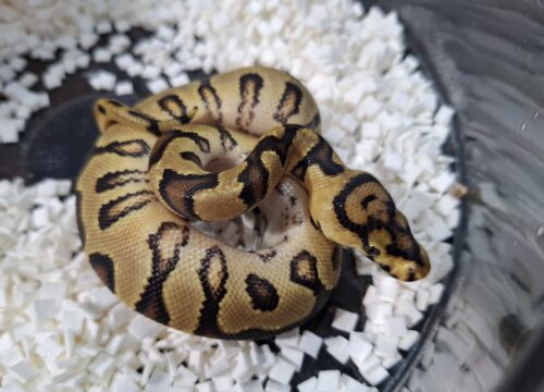ボールパイソン（スポットノーズエンチクラウン）25CB オス - 画像 (3)