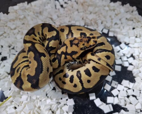ボールパイソン（スポットノーズクラウン）25CB メス - 画像 (9)
