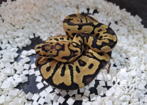 ボールパイソン（スポットノーズクラウン）25CB メス - 画像 (5)