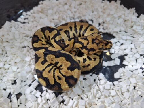 ボールパイソン（スポットノーズクラウン）25CB メス - 画像 (3)