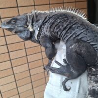 ブルーペクティナータトゲオイグアナ（全長約120cm）オス