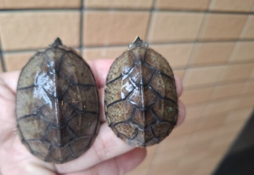 ミシシッピニオイガメ（甲長約4,5～5cm）オス - 画像 (9)