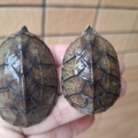 ミシシッピニオイガメ（甲長約4,5～5cm）オス