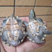 ミシシッピニオイガメ（甲長約4,5～5cm）オス