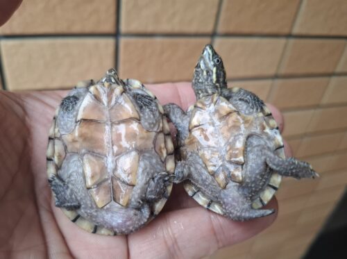 ミシシッピニオイガメ（甲長約4,5～5cm）オス - 画像 (10)