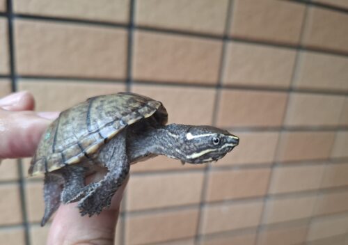 ミシシッピニオイガメ（甲長約4,5～5cm）オス - 画像 (4)
