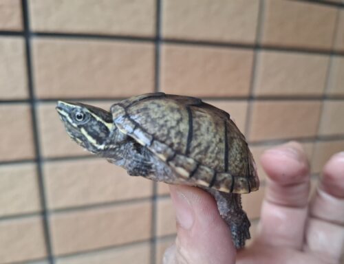 ミシシッピニオイガメ（甲長約4,5～5cm）オス - 画像 (8)