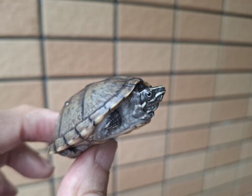 ミシシッピニオイガメ（甲長約4,5～5cm）オス - 画像 (7)