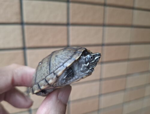 ミシシッピニオイガメ（甲長約4,5～5cm）オス - 画像 (3)