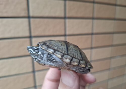 ミシシッピニオイガメ（甲長約4,5～5cm）オス - 画像 (6)