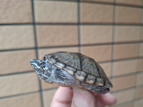 ミシシッピニオイガメ（甲長約4,5～5cm）オス - 画像 (5)