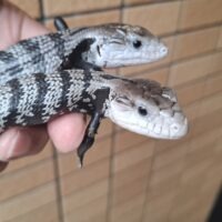 アザンアオジタトカゲ