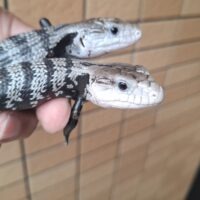 アザンアオジタトカゲ