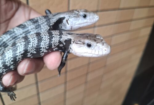 アザンアオジタトカゲ