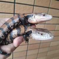 ハルマヘラアオジタトカゲ