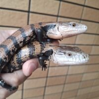 ハルマヘラアオジタトカゲ