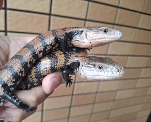 ハルマヘラアオジタトカゲ