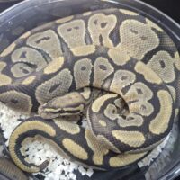 ボールパイソン（ゴースト）約1250g オス