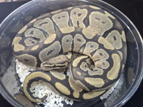 ボールパイソン（ゴースト）約1250g オス - 画像 (2)
