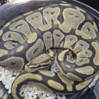 ボールパイソン（ゴースト）約1250g オス