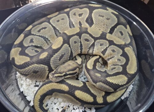 ボールパイソン（ゴースト）約1250g オス