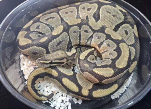 ボールパイソン（ゴースト）約1250g オス - 画像 (4)