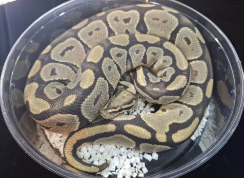 ボールパイソン（ゴースト）約1250g オス - 画像 (5)