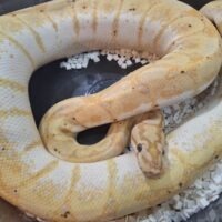 ボールパイソン（バナナスパイダー）約900g オス