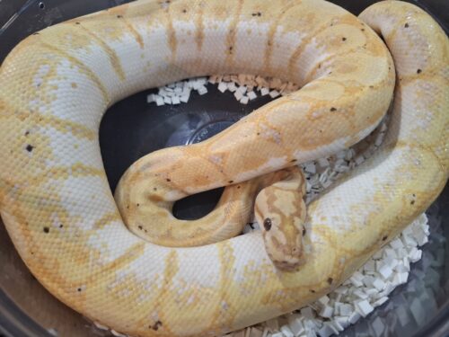 ボールパイソン（バナナスパイダー）約900g オス