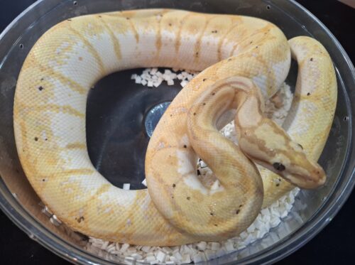 ボールパイソン（バナナスパイダー）約900g オス - 画像 (5)