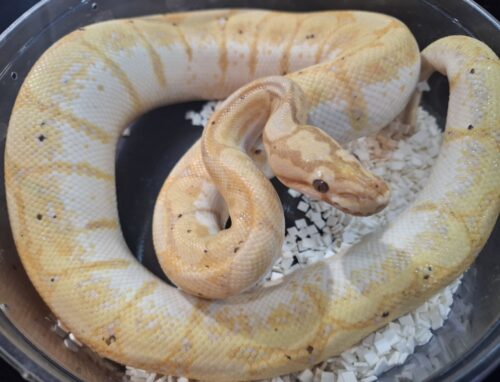 ボールパイソン（バナナスパイダー）約900g オス - 画像 (9)