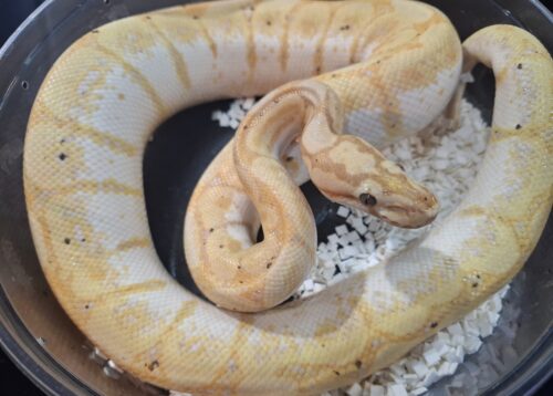 ボールパイソン（バナナスパイダー）約900g オス - 画像 (7)